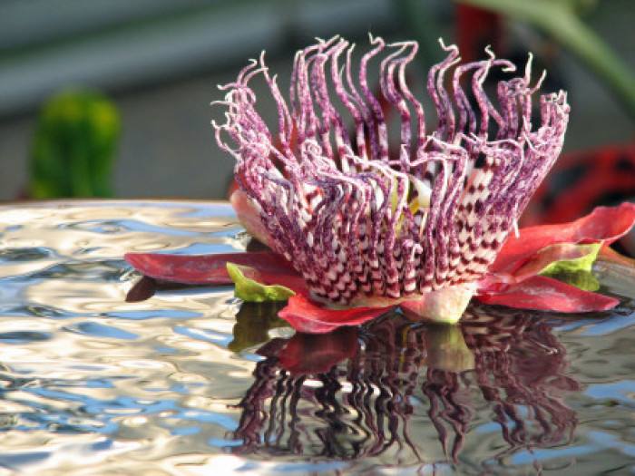 Passiflora alata seed