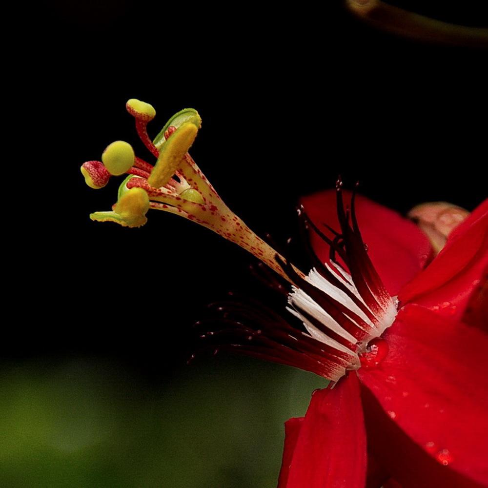 Passiflora coccinea seed