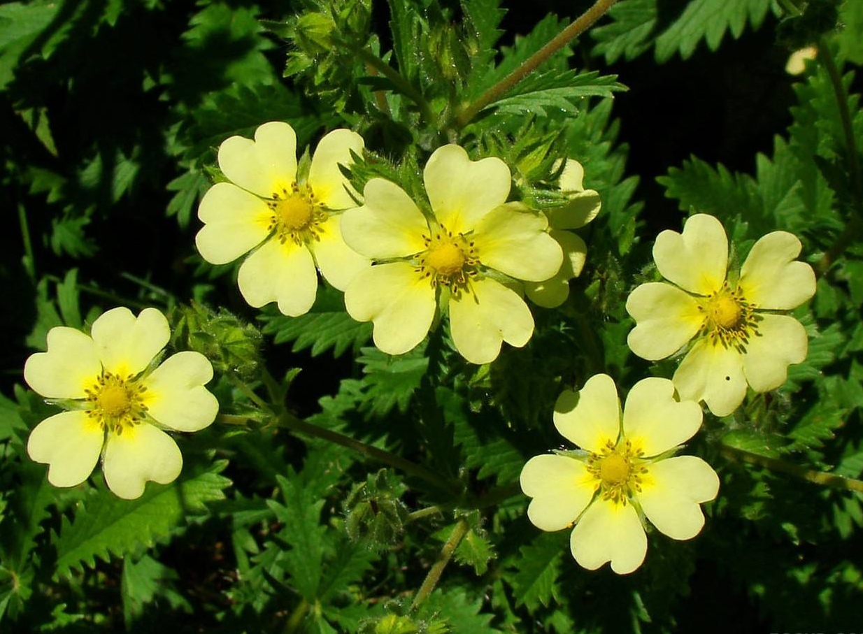 Potentilla erecta seed