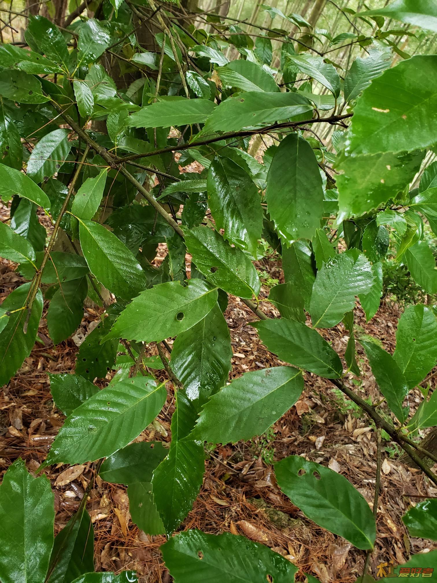 Quercus gilva seed