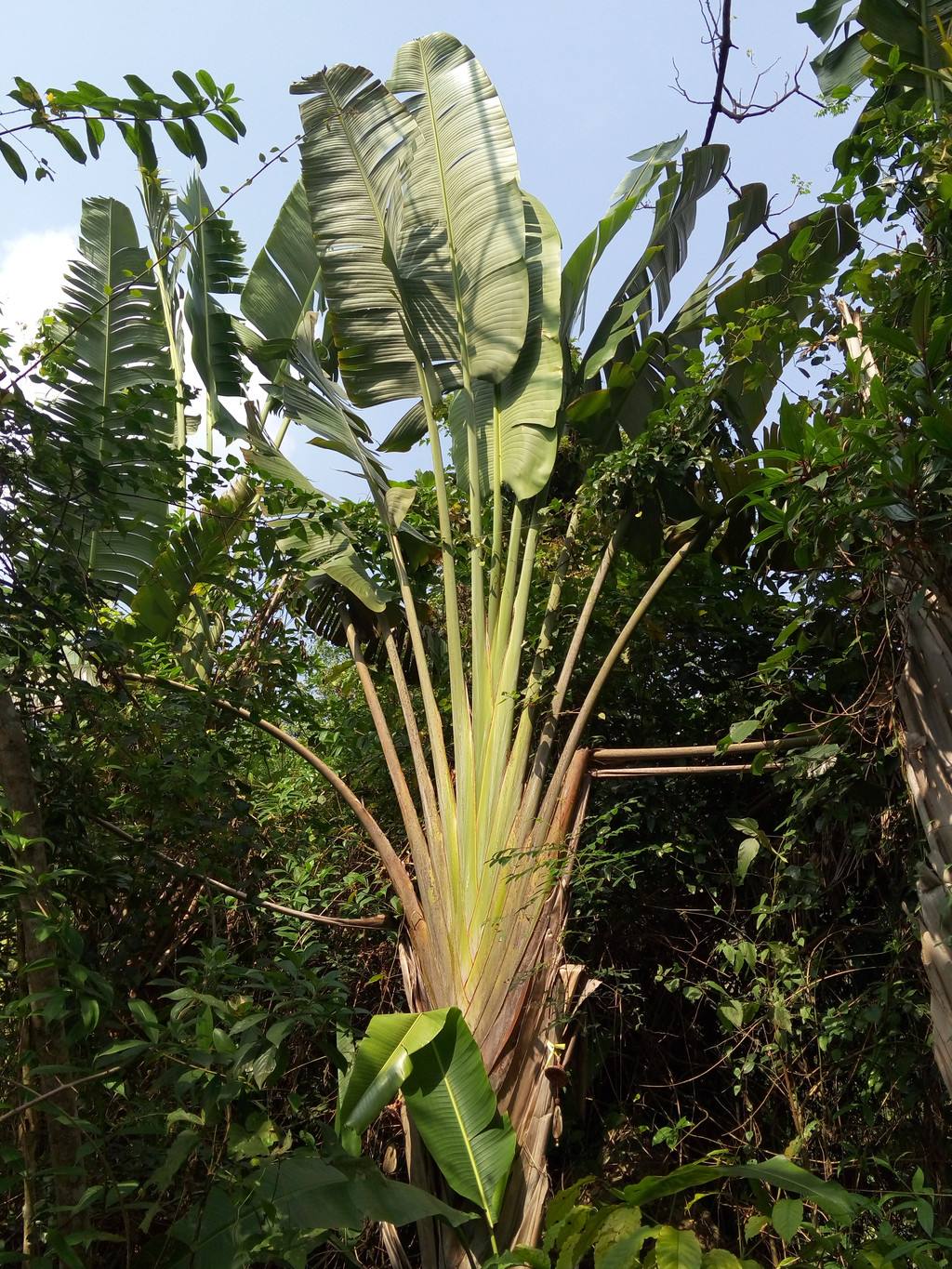 Ravenala madagascariensis seed