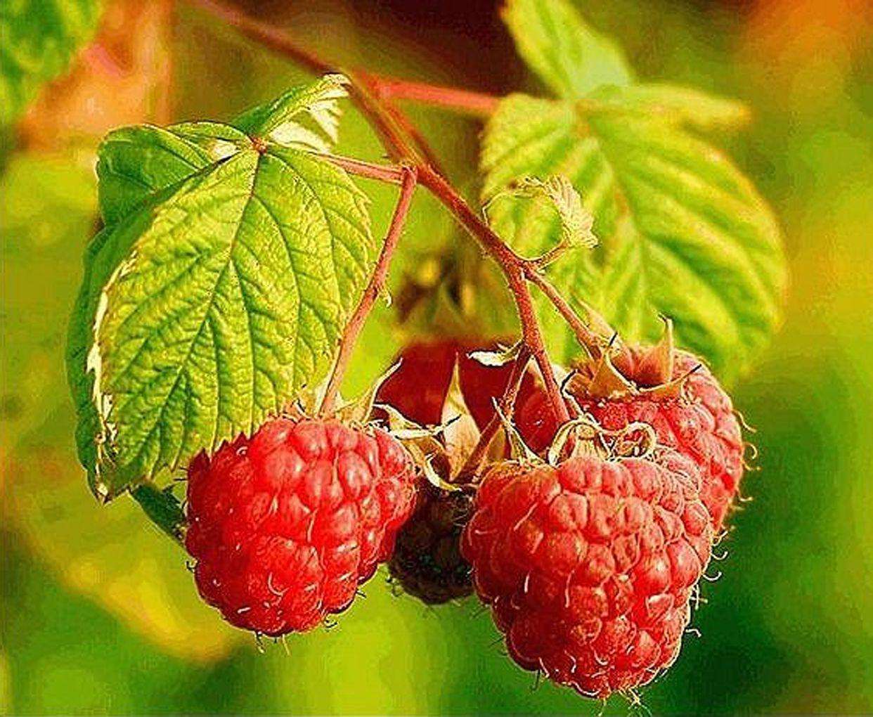 Rubus corchorifolius seed