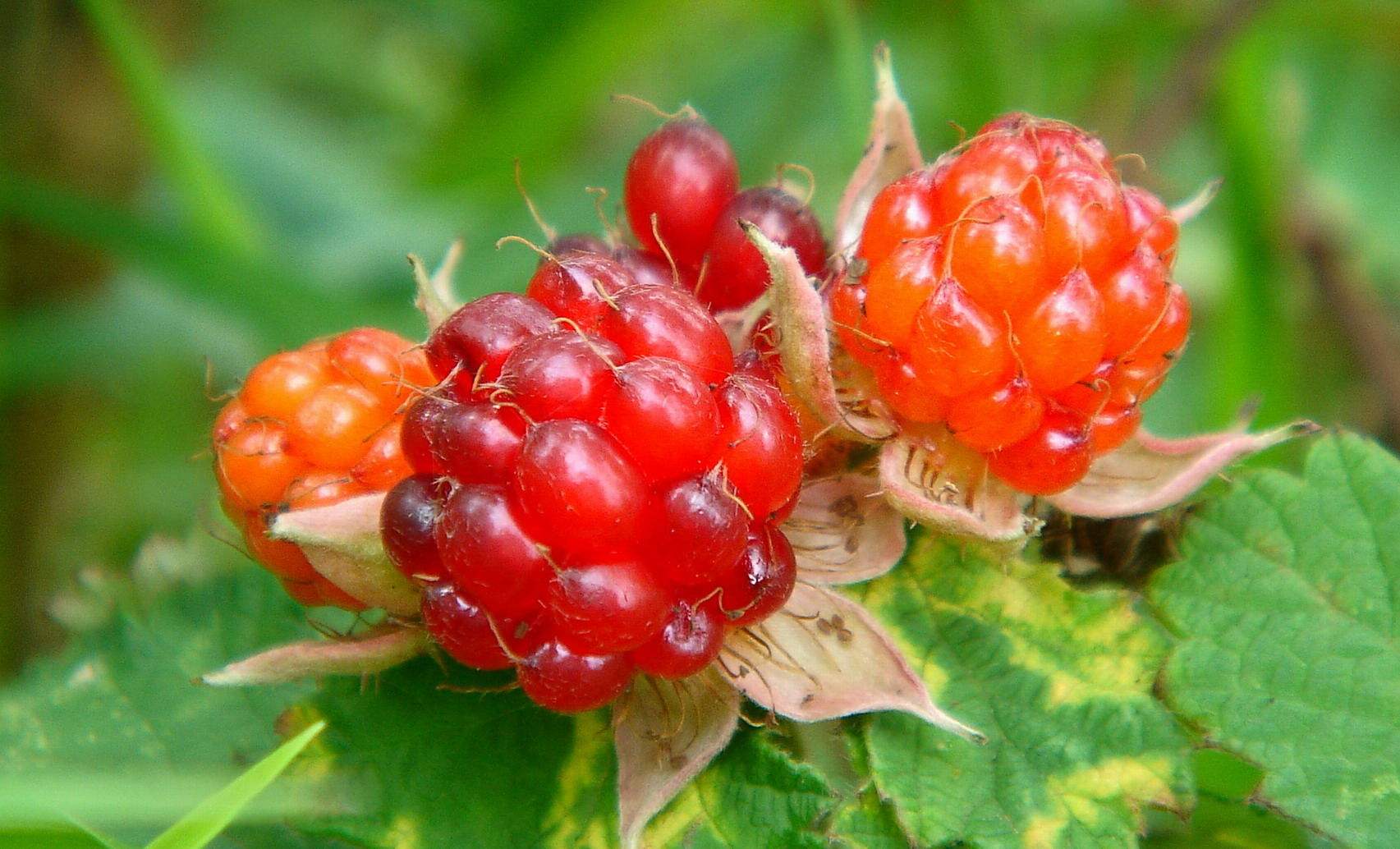 Rubus idaeus seed