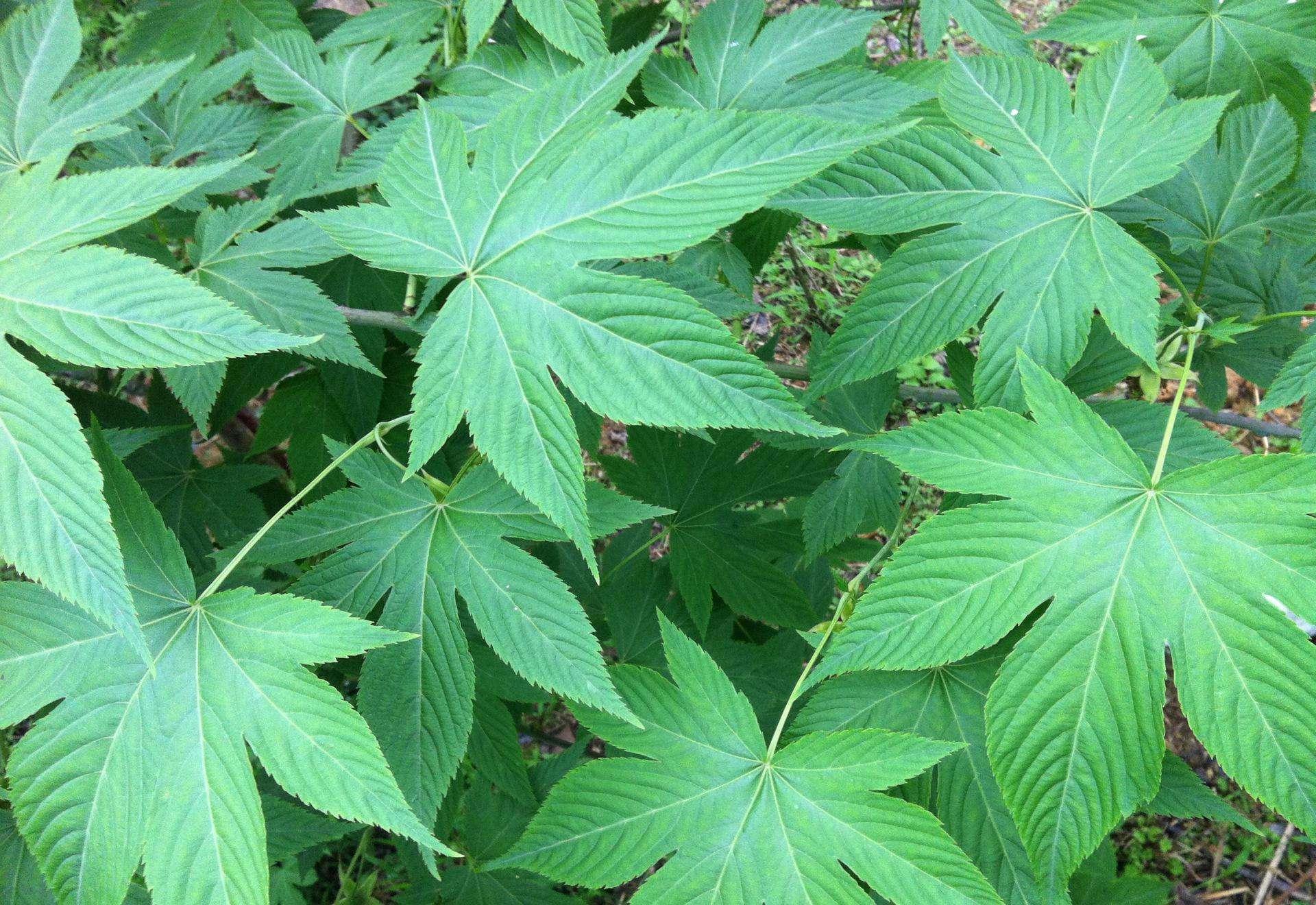 Rubus suavissimus seed