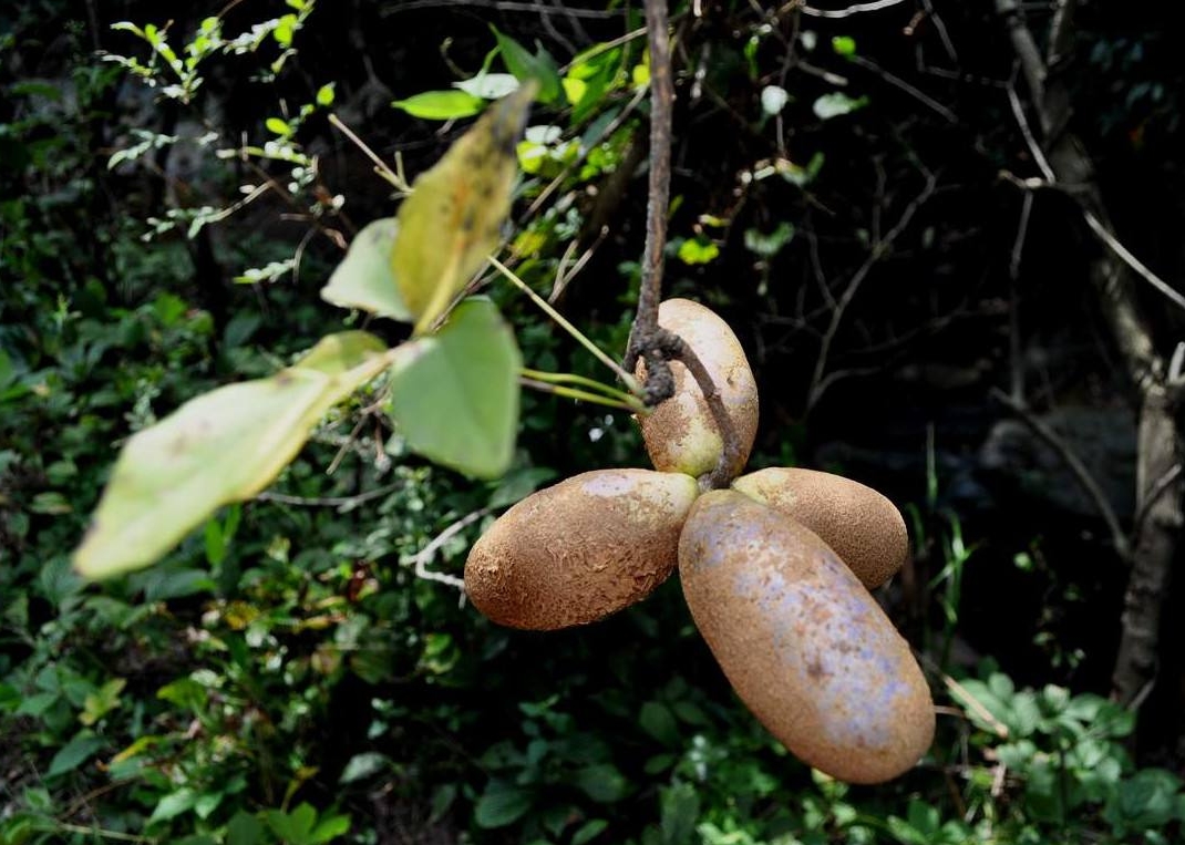 Stauntonia latifolia seed