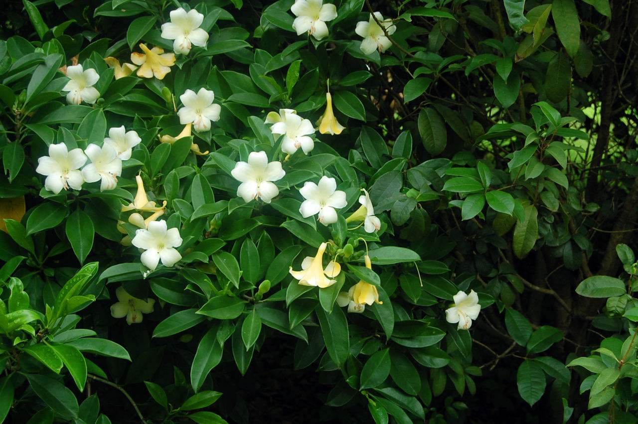 Stephanotis floribunda seed