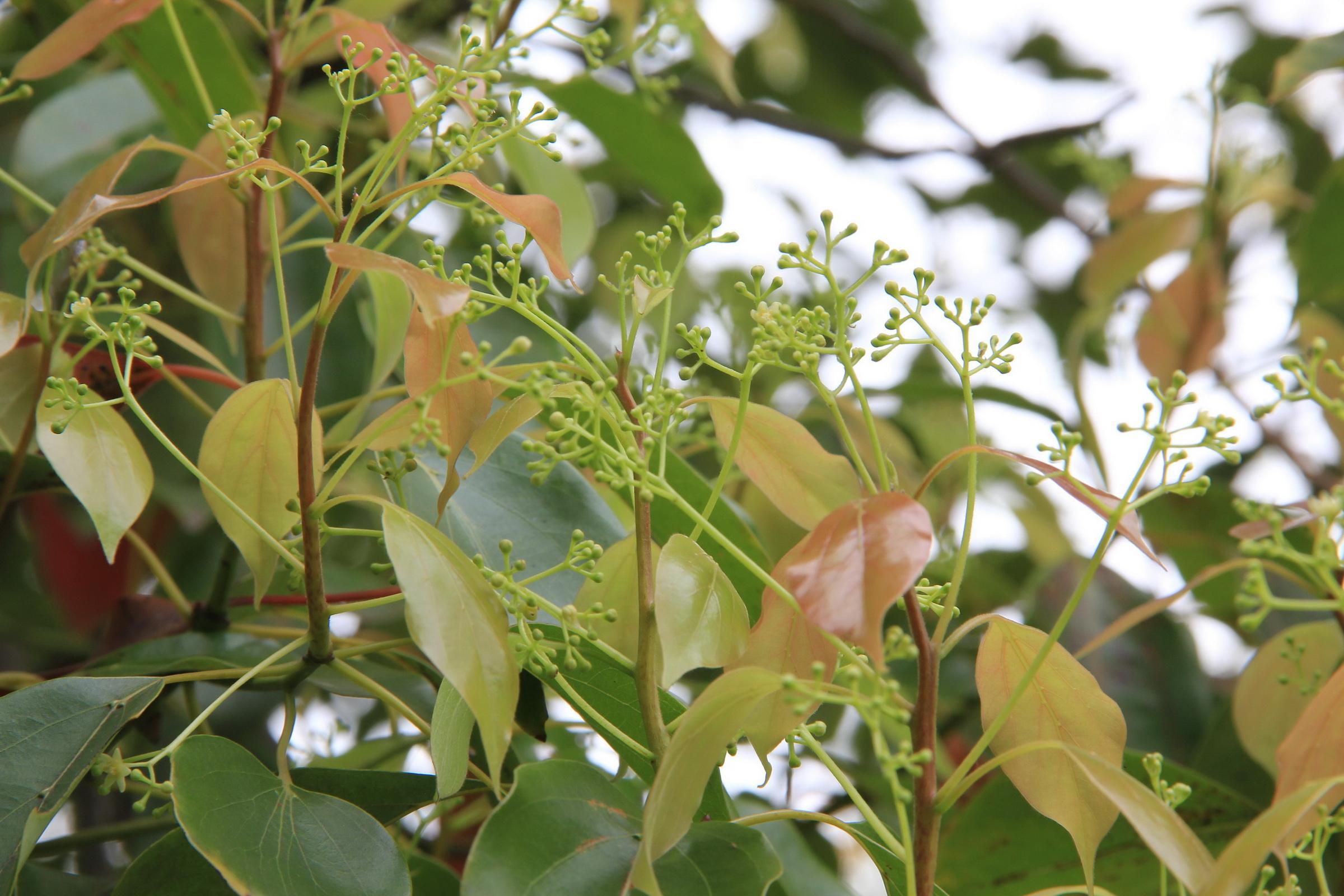 Cinnamomum bodinieri seed