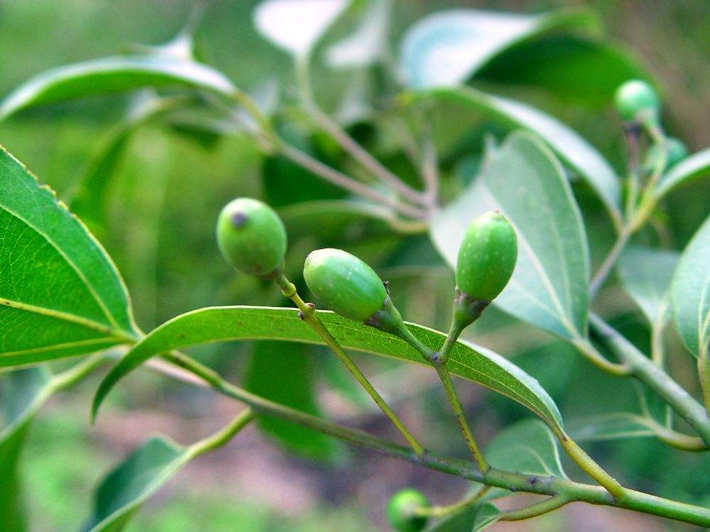 Cinnamomum japonicum seed