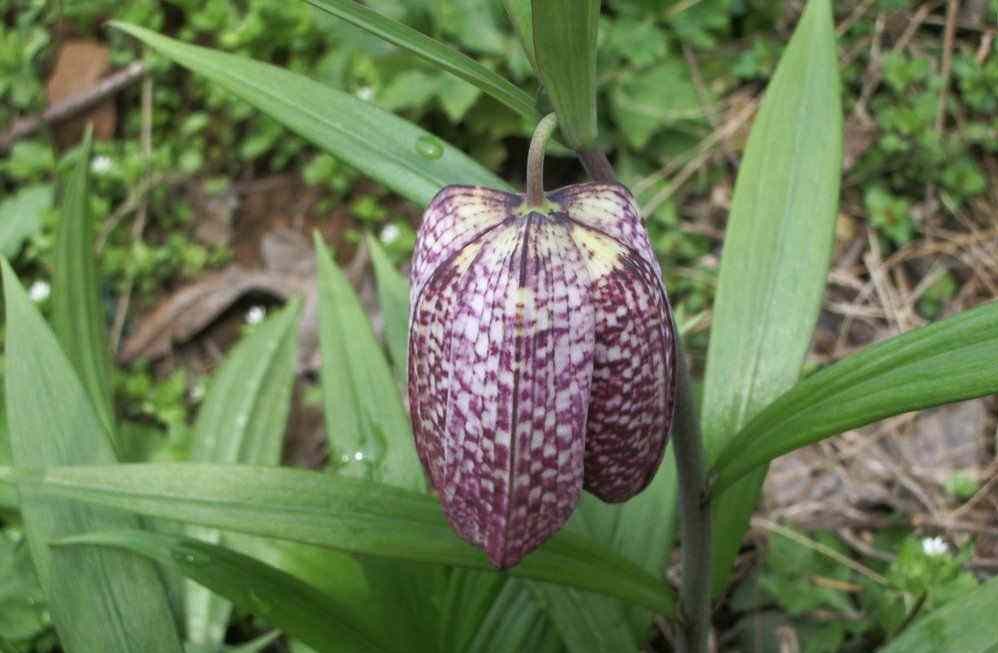 Fritillaria cirrhosa seed