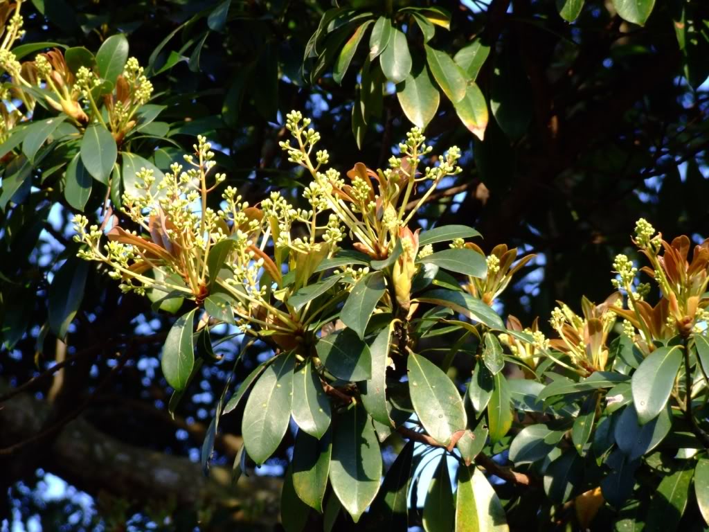 Machilus pauhoi seed