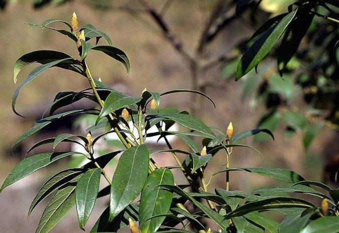 Phoebe bournei seed