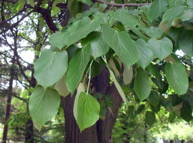 Tilia miqueliana seed