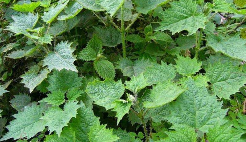 Urtica fissa seed