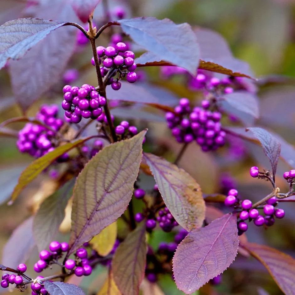 Callicarpa bodinieri seed