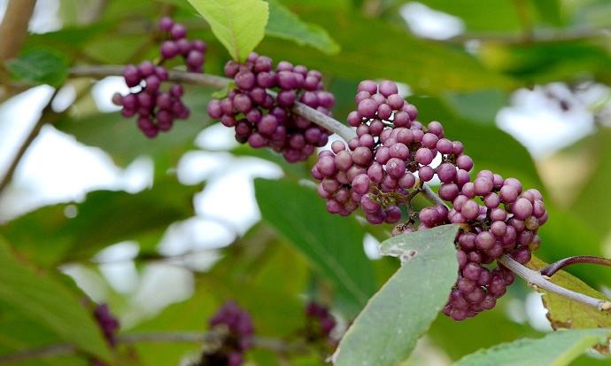 Callicarpa giraldii seed