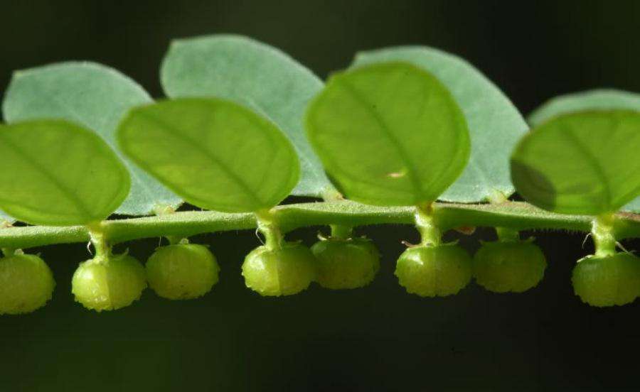 Phyllanthus niruri seed