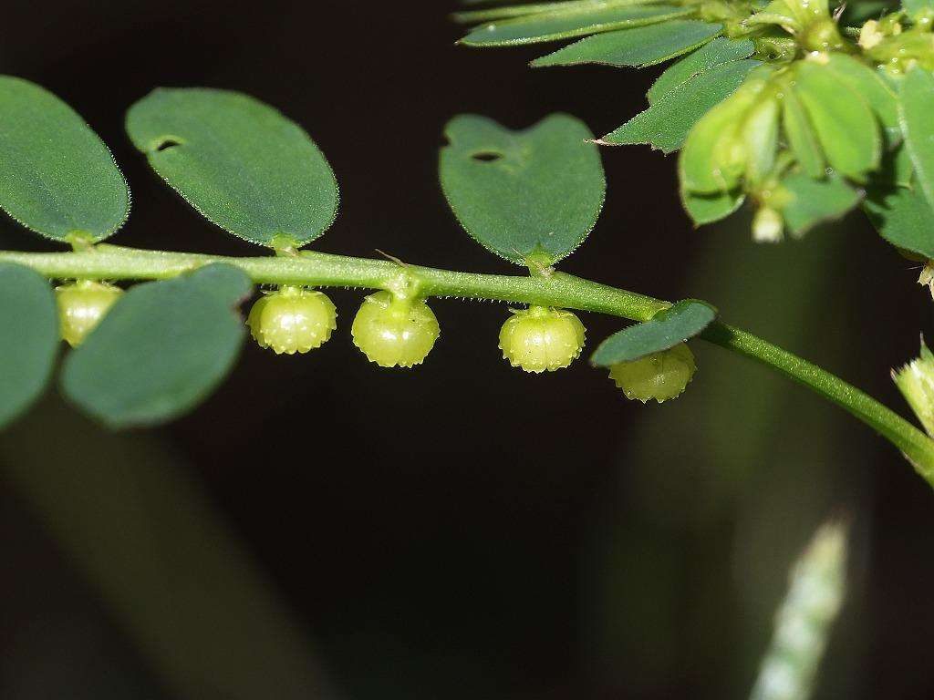 Phyllanthus urinaria seed