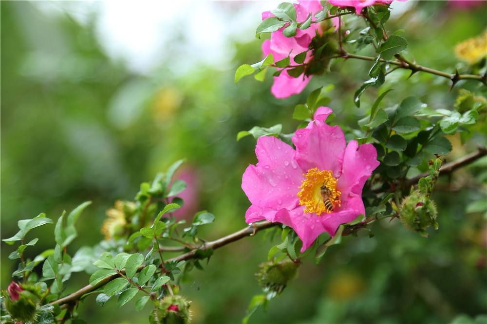 Rosa roxburghii seed