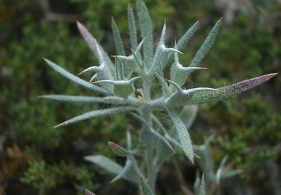 Agriophyllum squarrosum seed