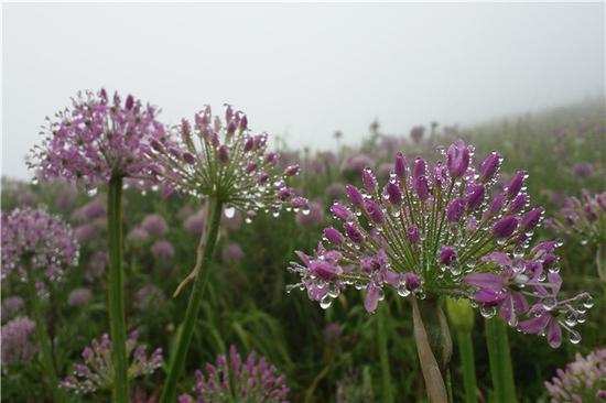 Allium wallichii seed