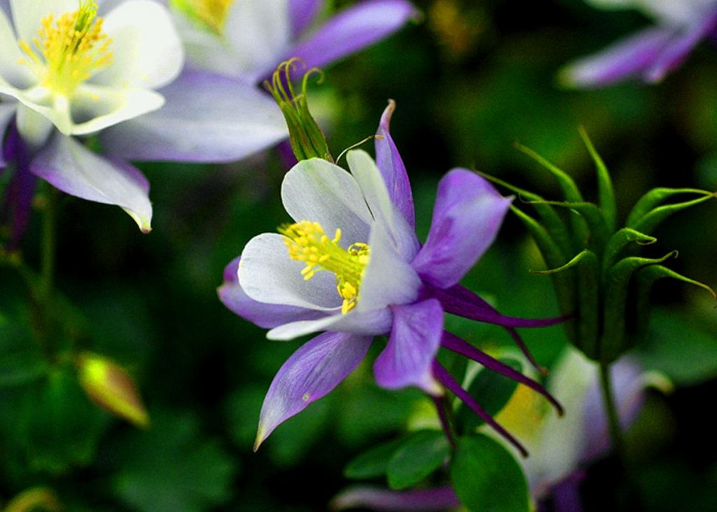 Aquilegia viridiflora seed