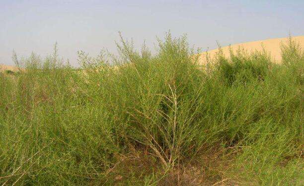Artemisia desertorum seed