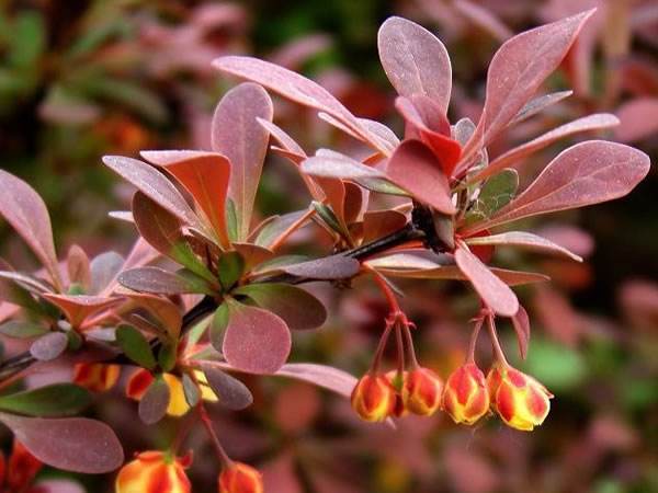 Berberis thunbergii seed