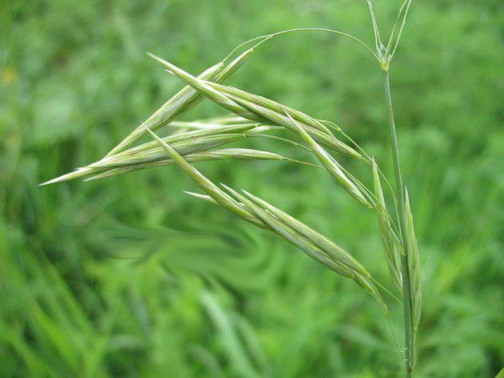 Bromus inermis seed