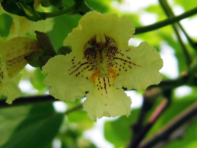 Catalpa ovata seed