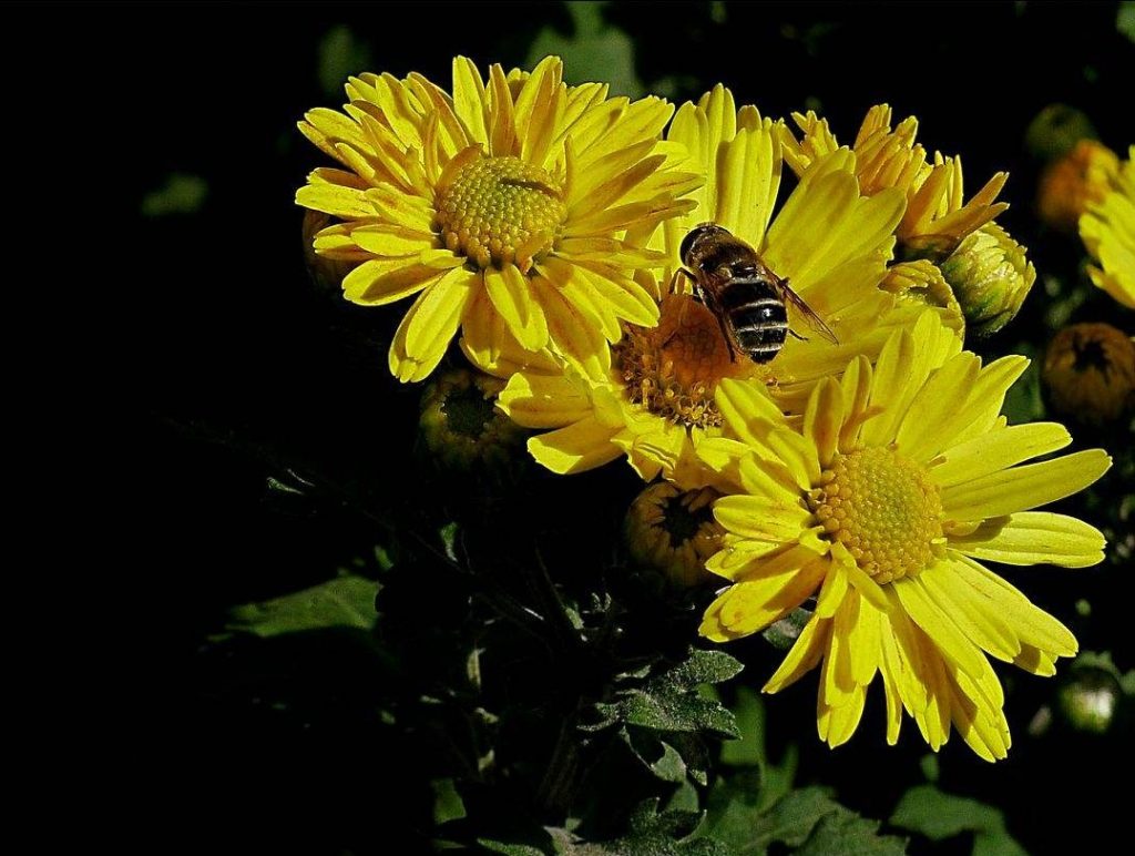 Chrysanthemum morifolium seed