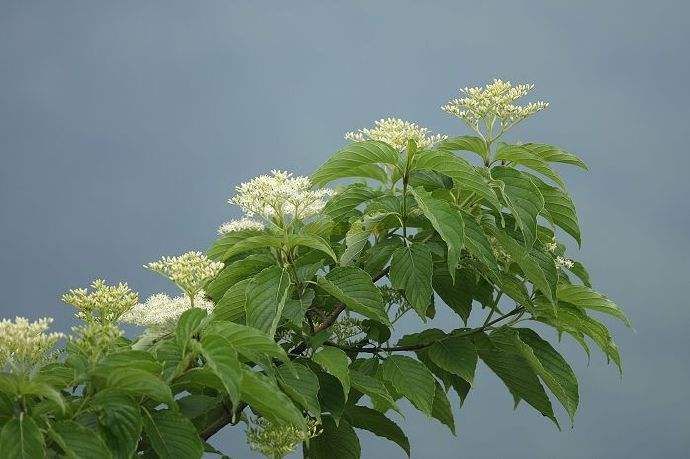 Cornus sericea seed