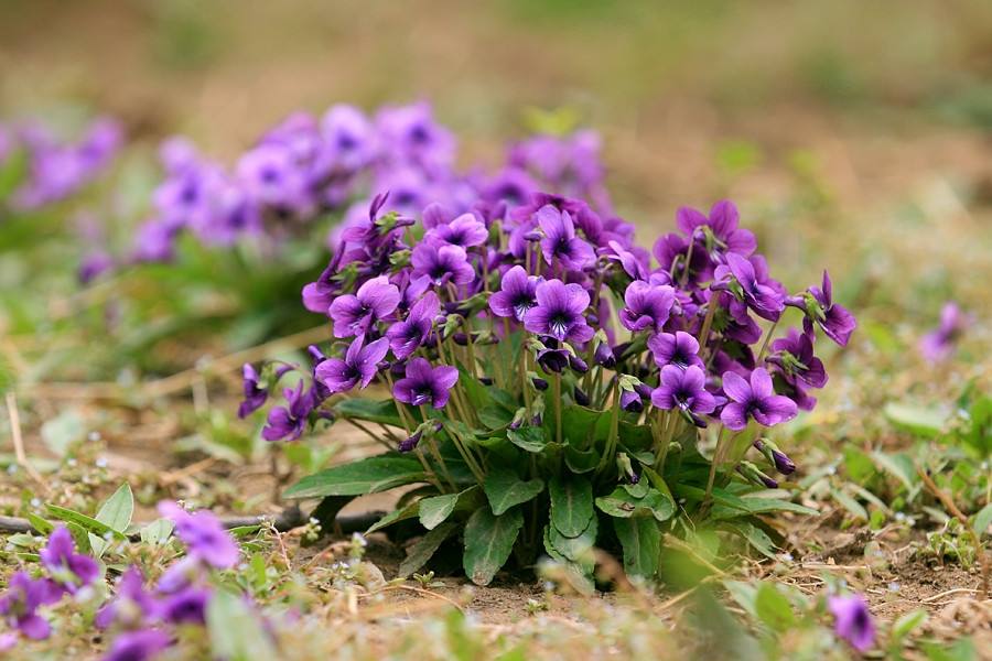 Corydalis bungeana seed