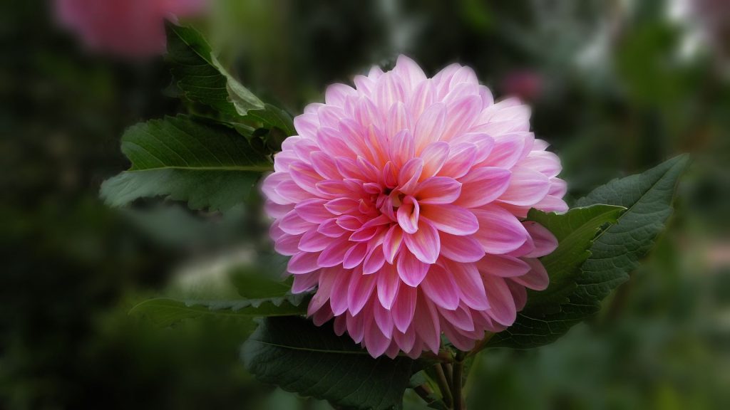 Dahlia pinnata seed