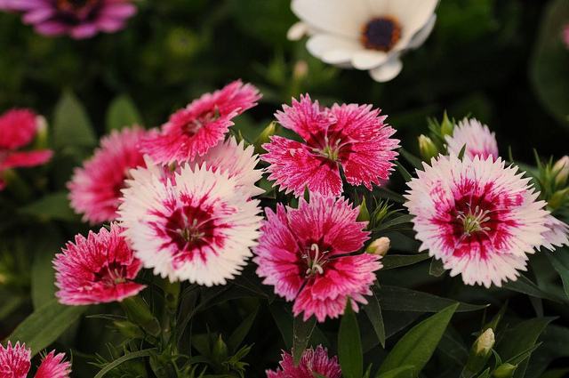 Dianthus chinensis seed