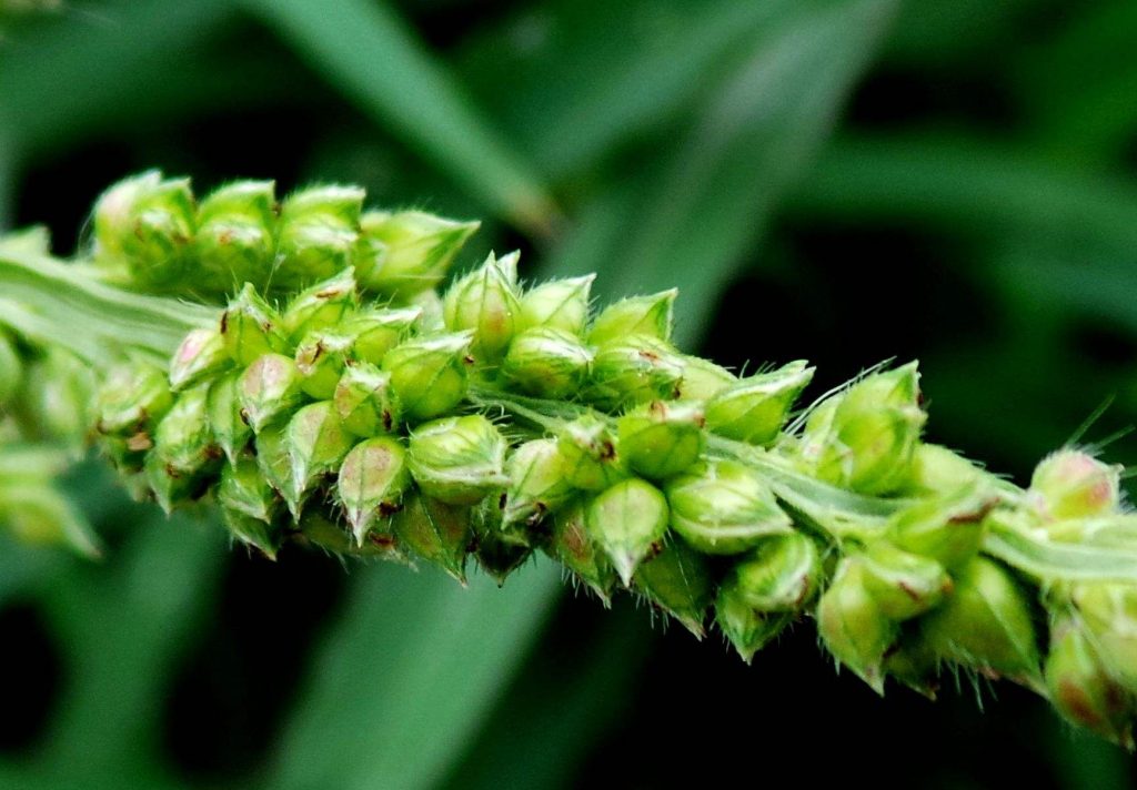 Echinochloa hispidula seed