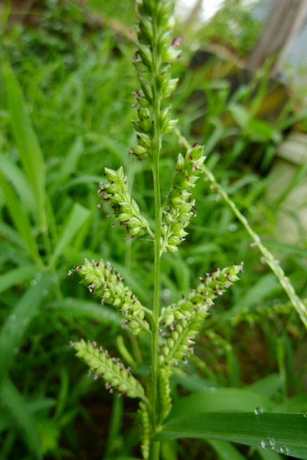 Echinochloa phyllopogon seed