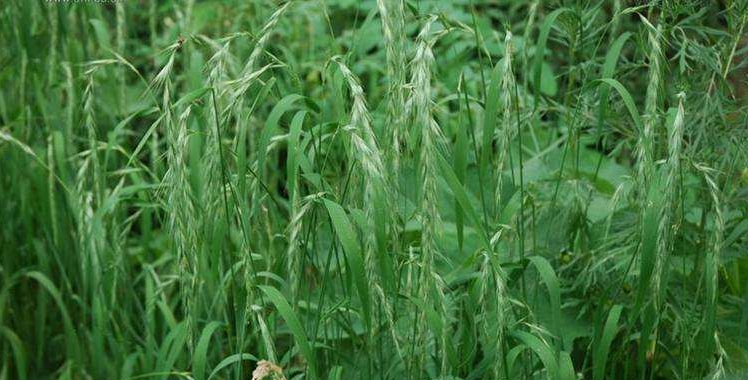 Elymus dahuricus seed