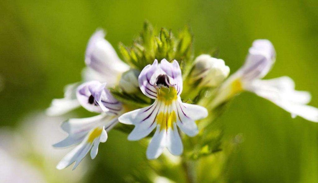 Euphrasia pectinata seed