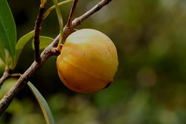 Garcinia oblongifolia seed