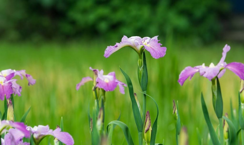 Iris sanguinea seed