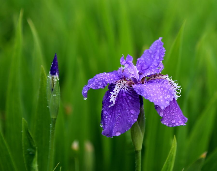 Iris tectorum seed