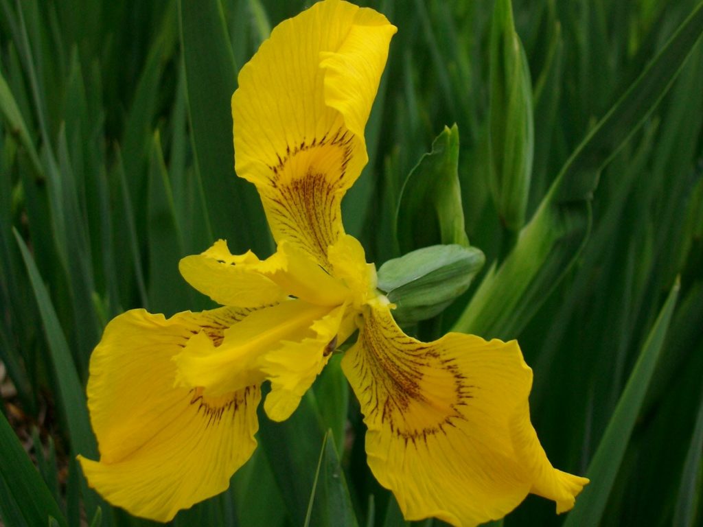 Iris wilsonii seed