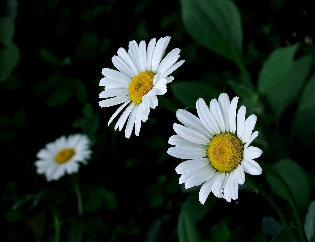 Leucanthemum superbum seed