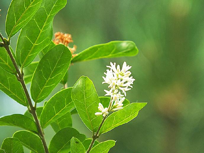 Ligustrum obtusifolium seed