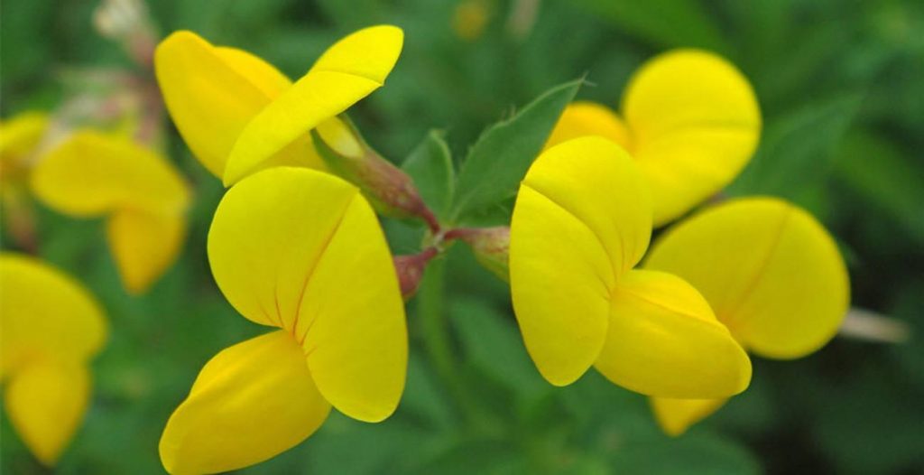 Lotus corniculatus seed