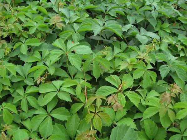 Parthenocissus quinquefolia seed