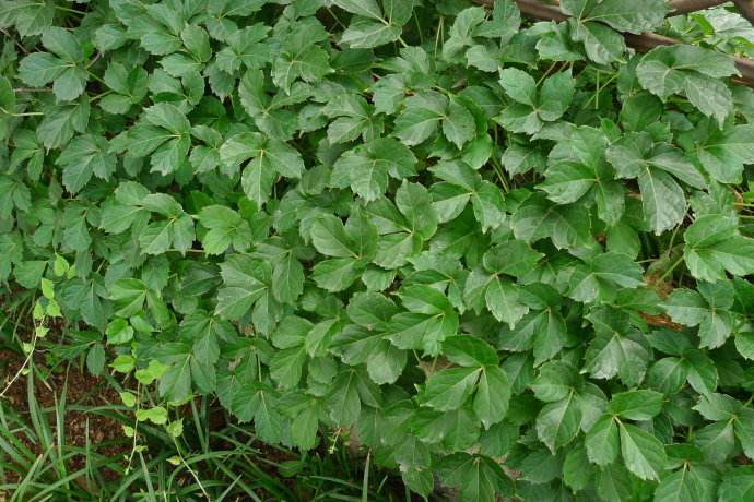 Parthenocissus semicordata seed