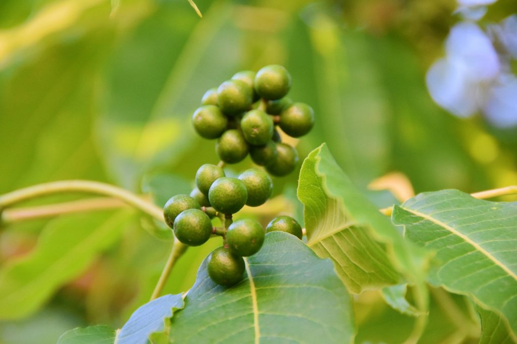 Phellodendron amurense seed