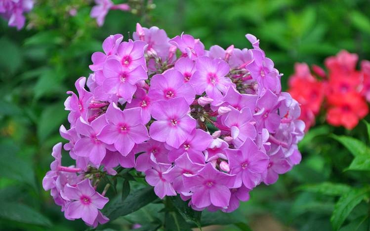 Phlox drummondii seed