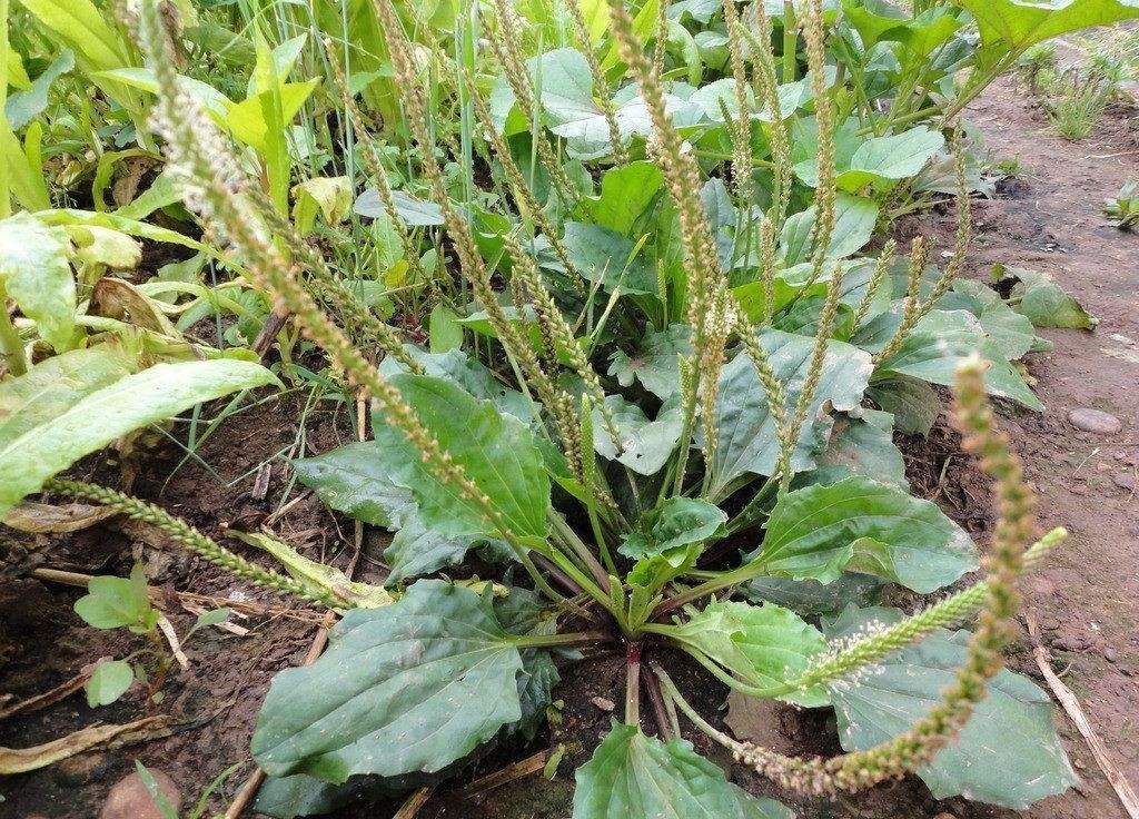 Plantago depressa seed